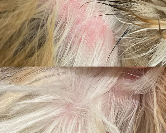 アカエゾマツ コンディショナー【犬・猫用】