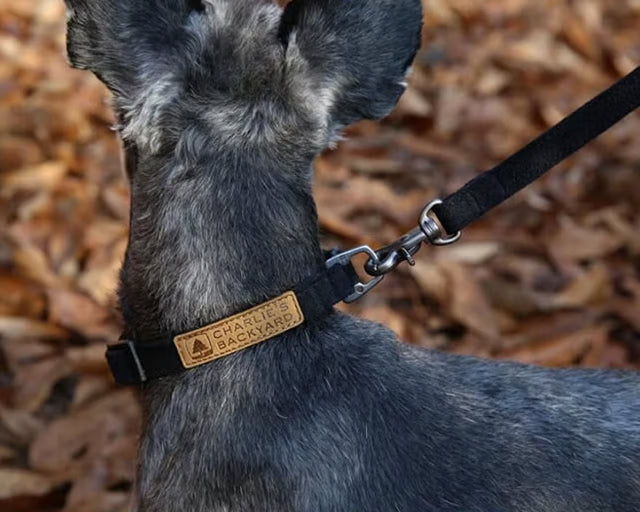 チャーリーズバックヤード イージーリーシュ