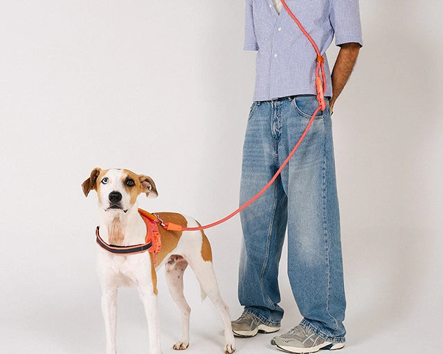 zee.dog(ジードッグ) ガゼル ハンズフリーリーシュ