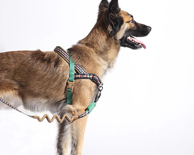 zee.dog(ジードッグ) トラビス ラフリード