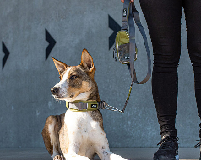 ドッグコペンハーゲン アーバンエクスプローラー カラー