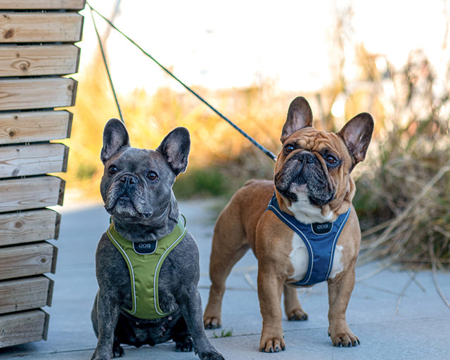ドッグコペンハーゲン コンフォートウォーク GOハーネス (XSサイズ)