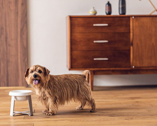 pecolo(ペコロ)フードスタンド Lサイズ