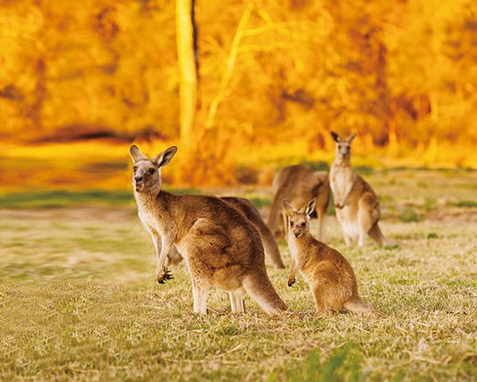 キアオラ ドッグ カンガルー(定期購入あり)