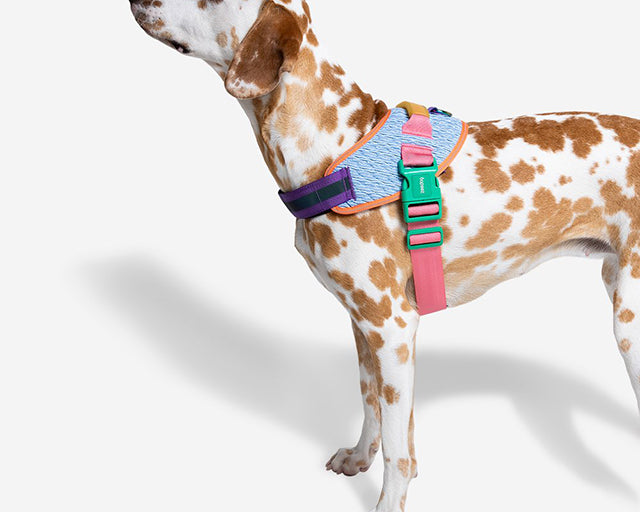 zee.dog(ジードッグ) ギャラクシーフライハーネス