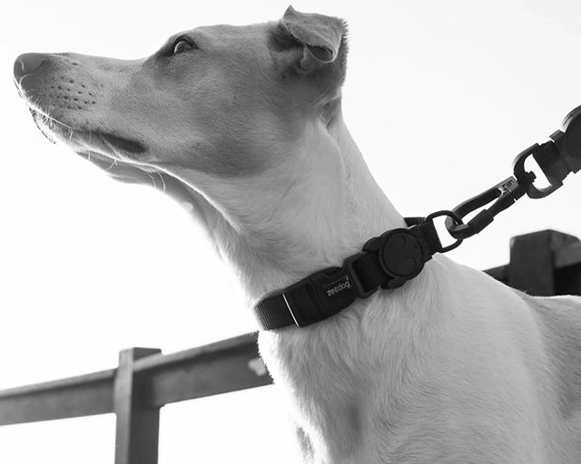 zee.dog(ジードッグ)ゴッサムカラー