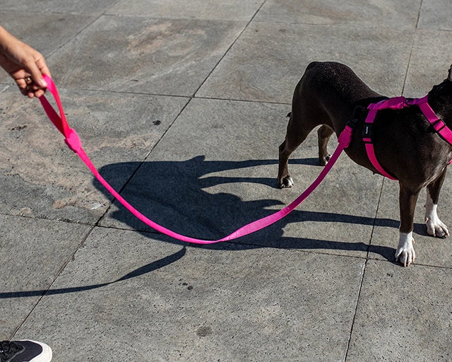 zee.dog(ジードッグ) ピンクLEDリード