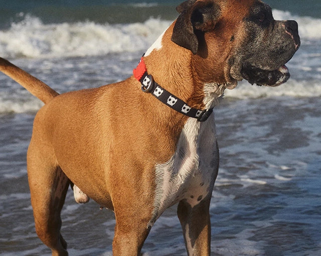 zee.dog(ジードッグ)スカルカラー