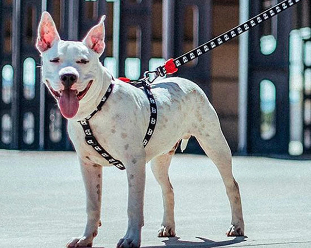 zee.dog(ジードッグ)ゴッサム Hハーネス