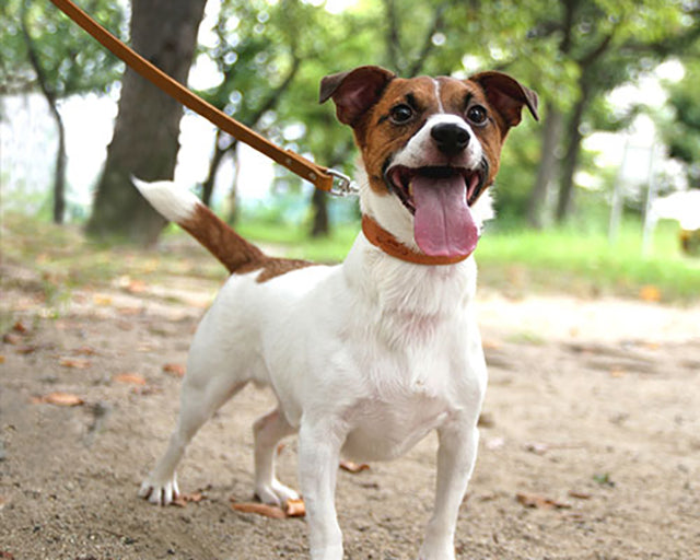 栃木レザーリード