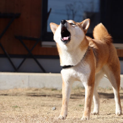 本当に問題行動？