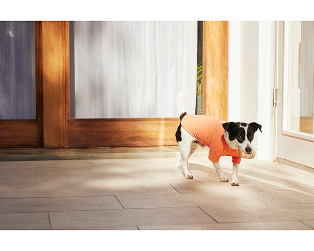 ラテックス　ビバレッジトイ　ピンクレモネード