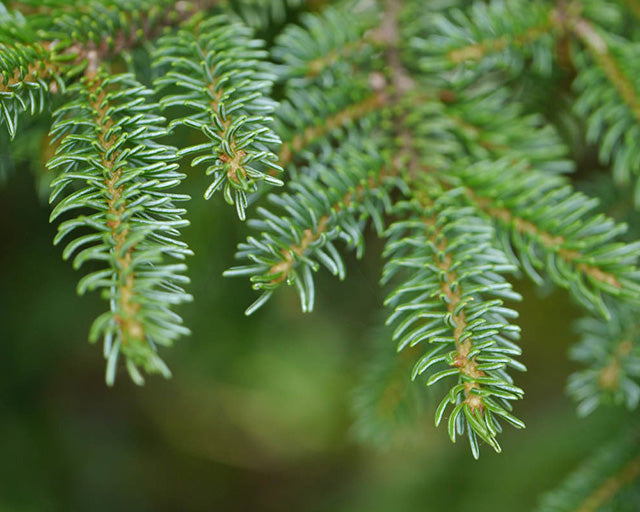 アカエゾマツ　スキンプロテクトオイル【犬・猫用】