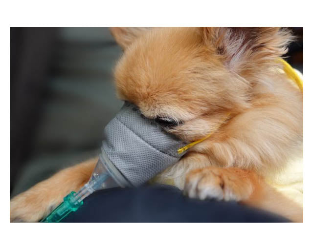 ドクター水素ボトル+®︎