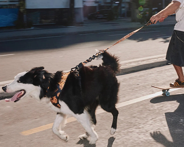 zee.dog（ジードッグ） ファームリオ ボッサバナナ　ラフリード