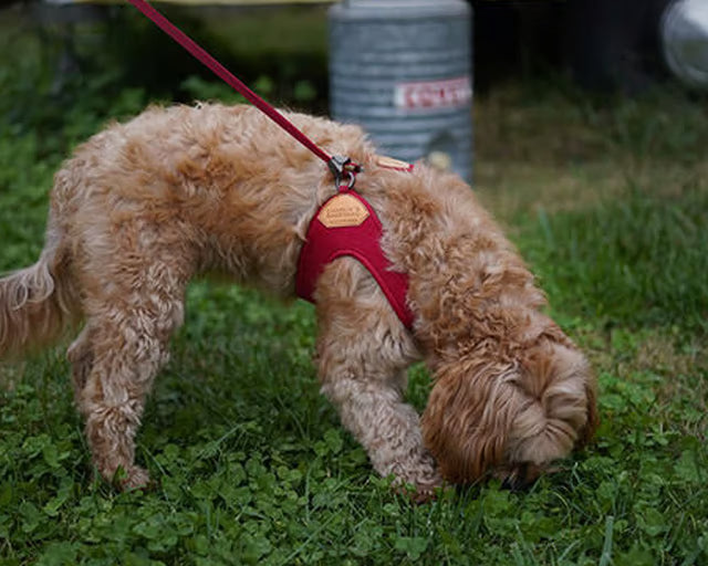 チャーリーズバックヤード　イージーハーネス