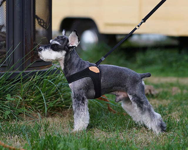 チャーリーズバックヤード　イージーハーネス