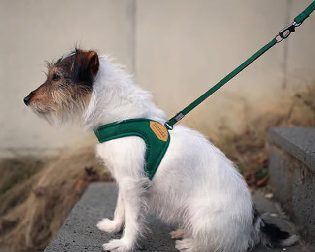 チャーリーズバックヤード　イージーハーネス