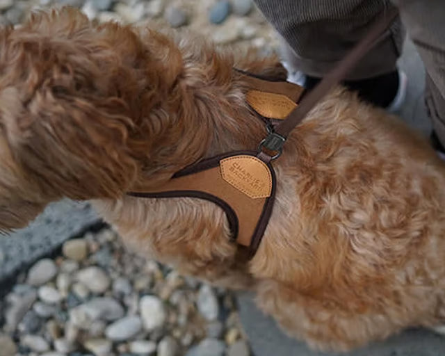 チャーリーズバックヤード　イージーハーネス