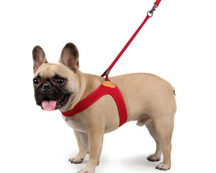 チャーリーズバックヤード　イージーハーネス