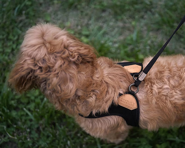 チャーリーズバックヤード　イージーハーネス