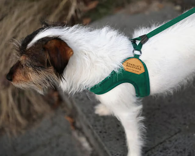 チャーリーズバックヤード　イージーハーネス