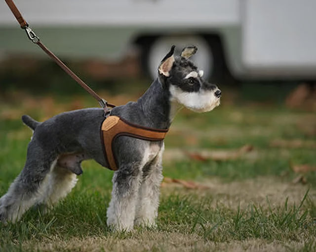 チャーリーズバックヤード　イージーハーネス