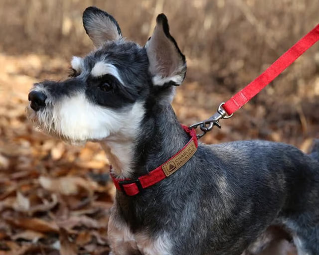 チャーリーズバックヤード　イージーリーシュ