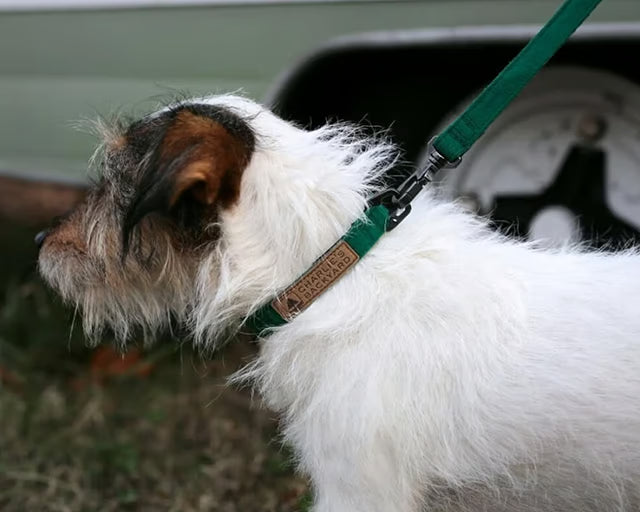 チャーリーズバックヤード　イージーリーシュ