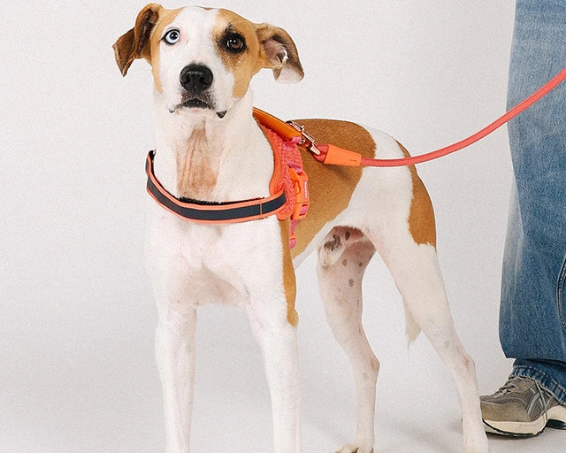 zee.dog（ジードッグ） ガゼルフライハーネス