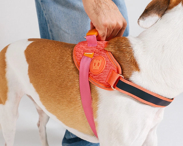 zee.dog（ジードッグ） ガゼルフライハーネス