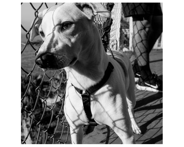 zee.dog（ジードッグ）ゴッサム　Hハーネス