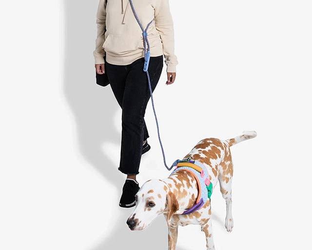 zee.dog（ジードッグ） アンドロメダ　ハンズフリーリーシュ