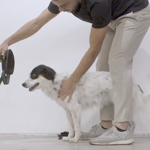 zee.dog（ジードッグ） ギャラクシーフライハーネス – Dog Life
