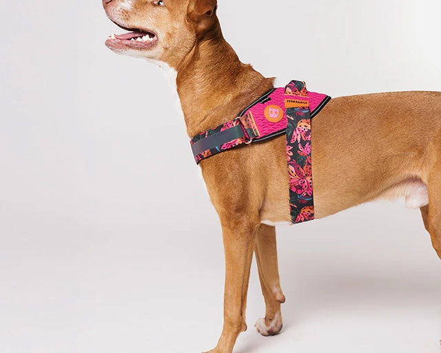 zee.dog（ジードッグ） ファームリオ セルバ フライハーネス