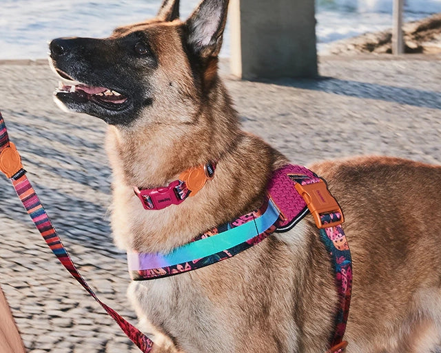 zee.dog（ジードッグ） ファームリオ セルバ フライハーネス