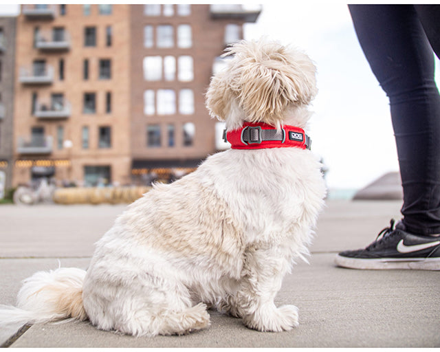 ドッグコペンハーゲン　アーバンエクスプローラー　カラー