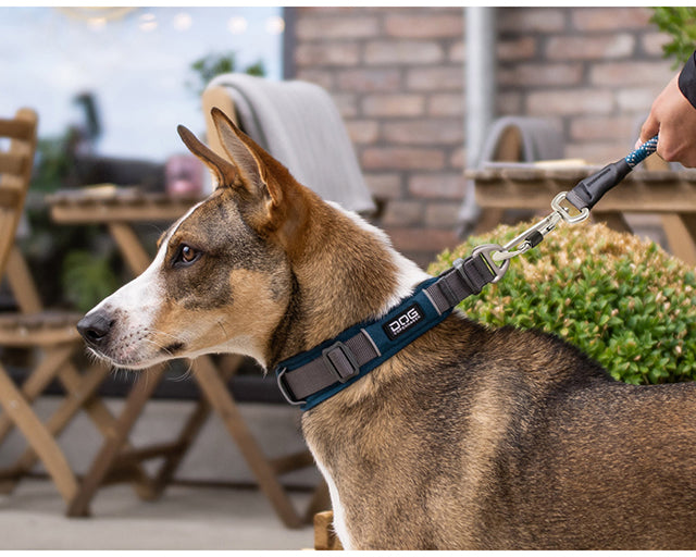 ドッグコペンハーゲン　アーバンエクスプローラー　カラー