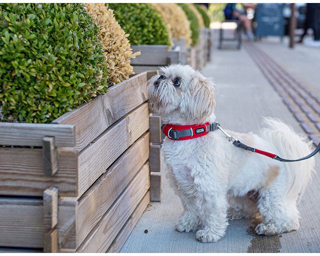 ドッグコペンハーゲン　アーバンエクスプローラー　カラー