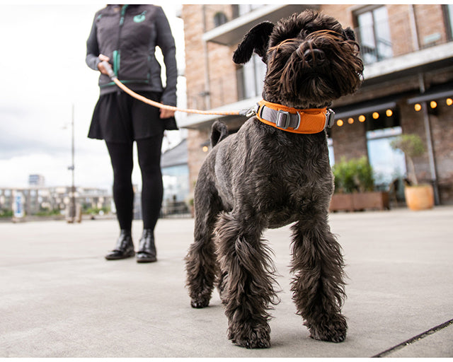 ドッグコペンハーゲン　アーバンエクスプローラー　カラー