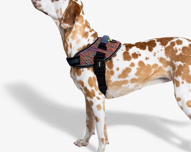 zee.dog（ジードッグ） ボーテックスフライハーネス