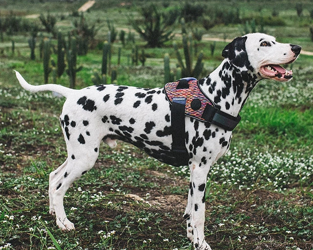 zee.dog（ジードッグ） ボーテックスフライハーネス