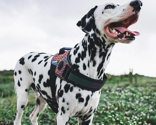 zee.dog（ジードッグ） ボーテックスフライハーネス