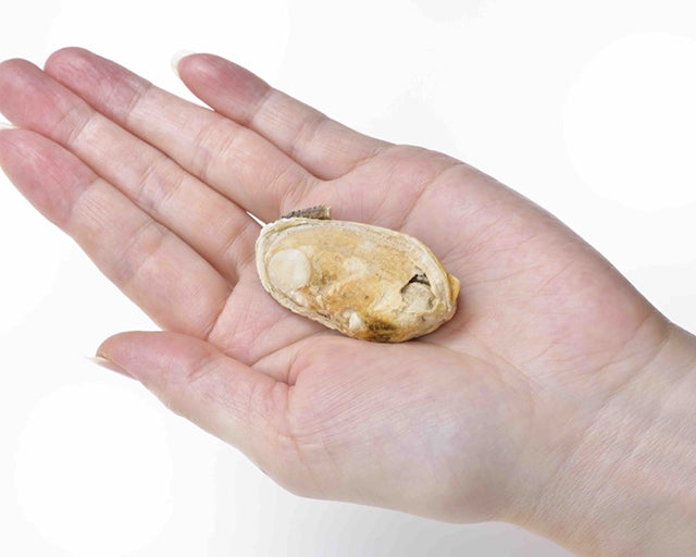 K9 Natural　グリーン・マッスル（緑イ貝）