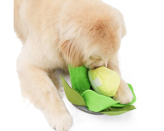 探犬トイ　キャベツ
