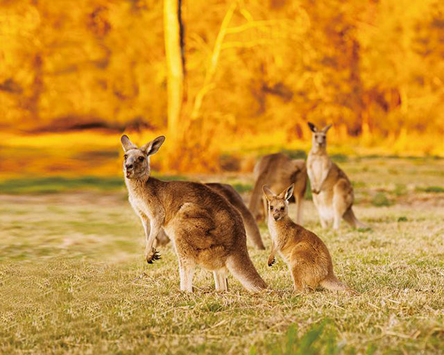 キアオラ　ドッグ　カンガルー（定期購入あり）