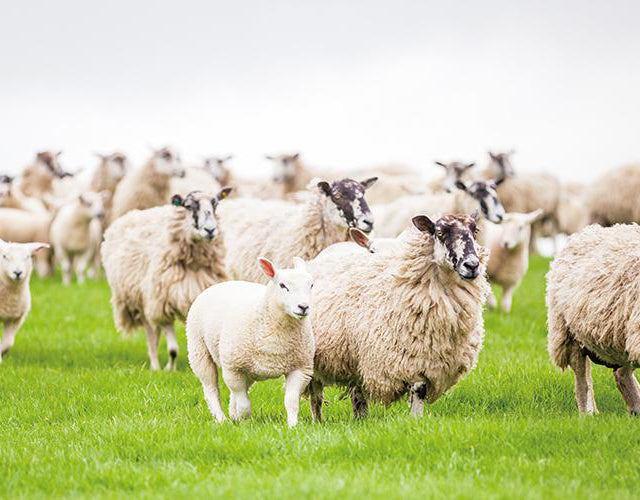 キアオラ　ドッグ　ラム&サーモン（定期購入あり）