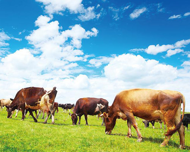 キアオラ　ドッグ　グラスフェッドビーフ&サーモン（定期購入あり）