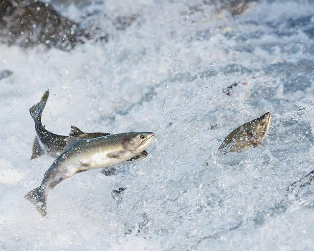 キアオラ　ドッグ　ラム&サーモン（定期購入あり）