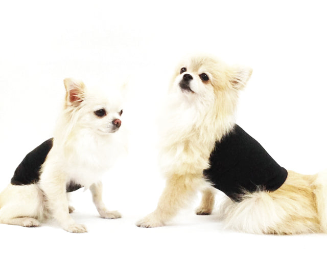 犬リカバリーグッズ 爆売れ人気商品! テラヘルツ・ワンニャンテラ